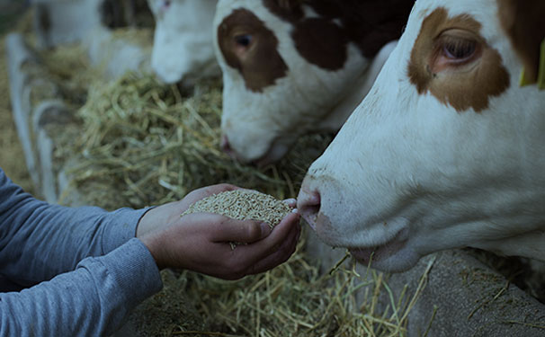 Enzimi per zootecnia